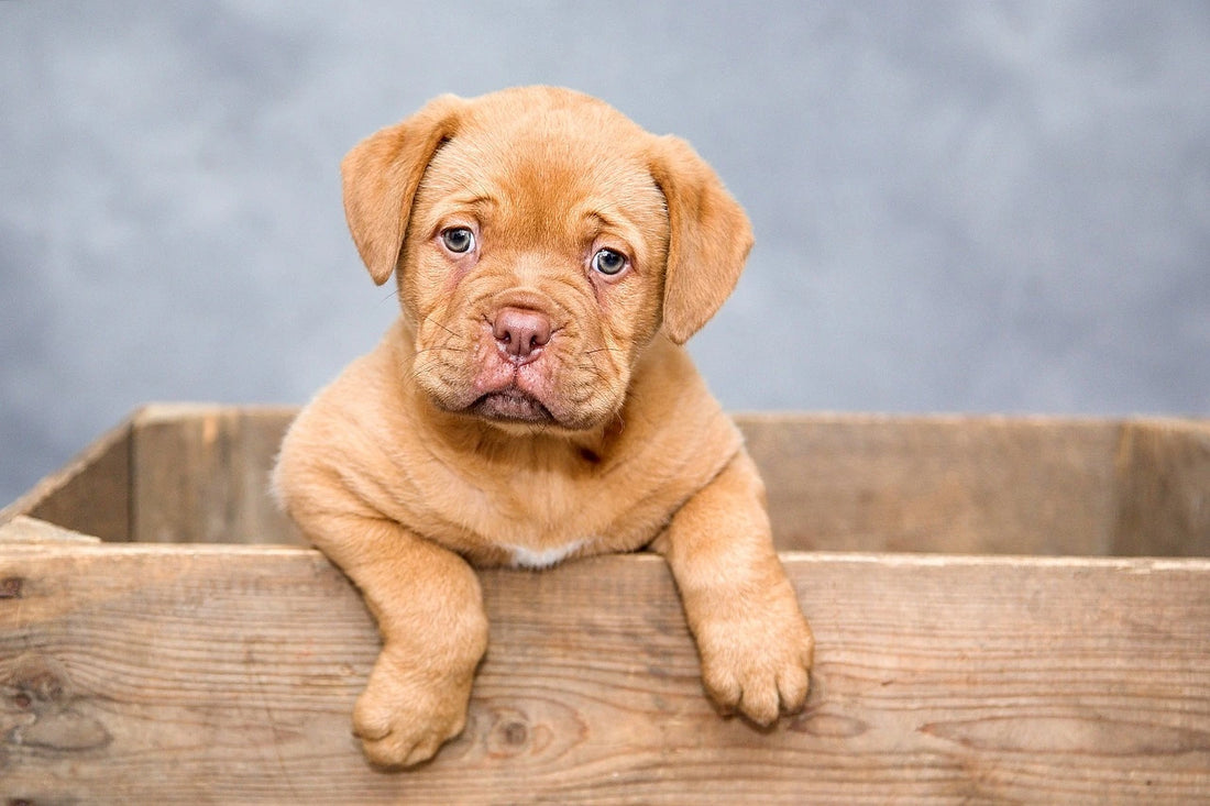 Breed vs. Rescue: Which Dog is Right for You?